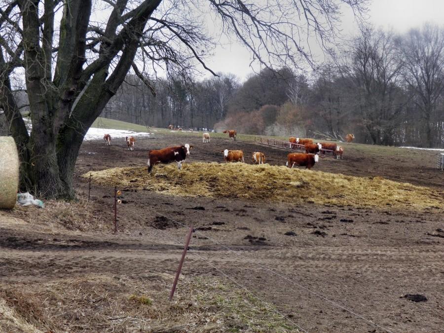 Na pastwisku tuż za miejscowścią niemiecką Plöwen - 4 kwietnia 13 r.