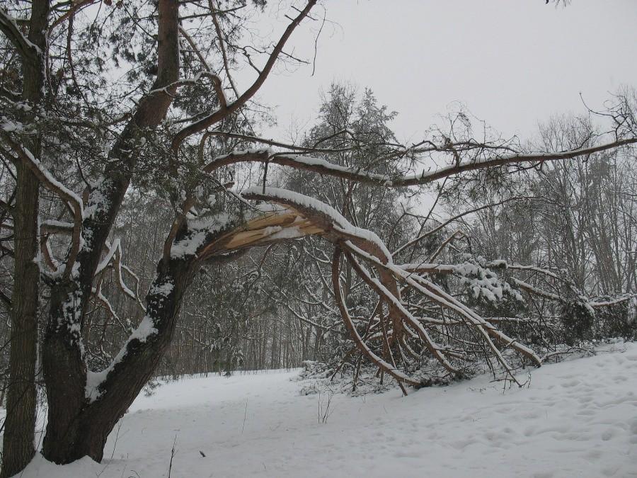 Ciężki śnieg
