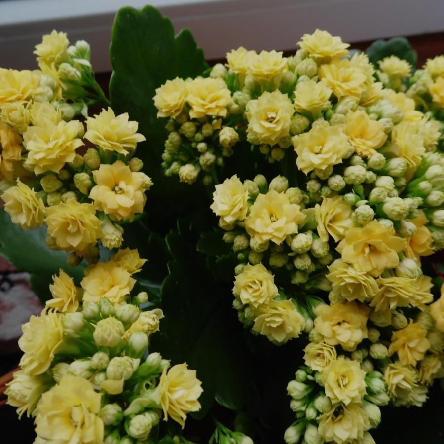 Kalanchoe calandiva z Madagaskaru