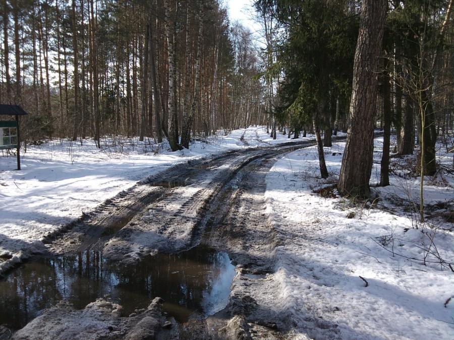 W lesie zima jeszcze trzyma, ale obok śniegu pojawiło się też błoto