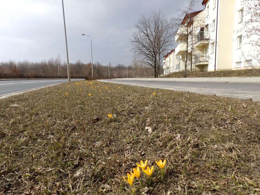 Krokusy na Królewieckiej