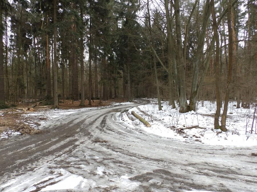 Skrzyżowanie dwóch głównych dróg leśnych 1 i 2