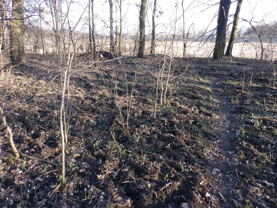 Pole przebiśniegów przeryte przez dziki