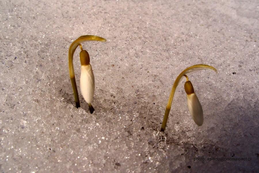 Pierwsze przebiśniegi