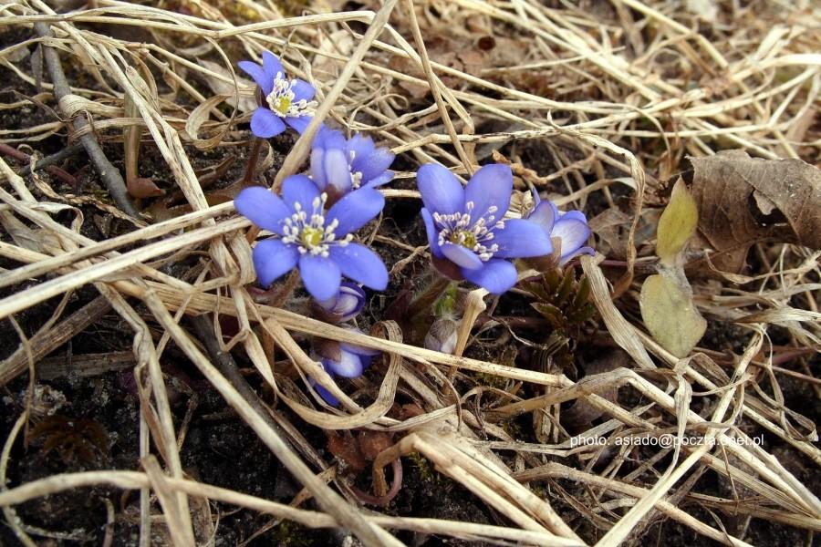 Wiosenne kwiatki