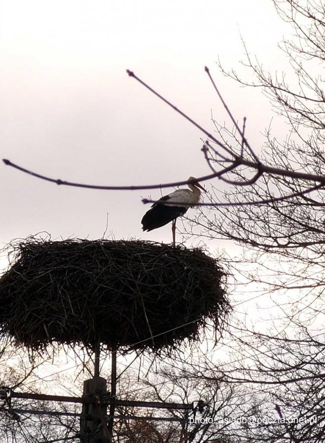Drugi bocian w miejscowości Godziszewo