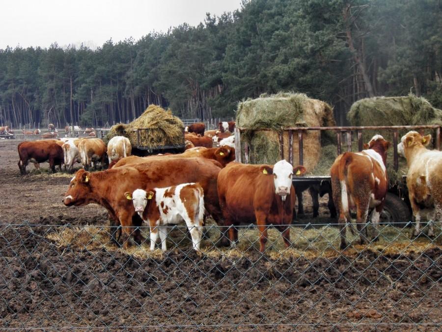 Bardzo częsty widok na przygranicznych pastwiskach w Niemczech.