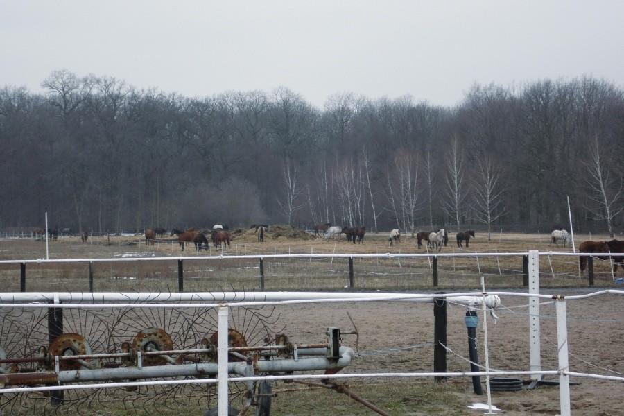 Stajnia Wilanów