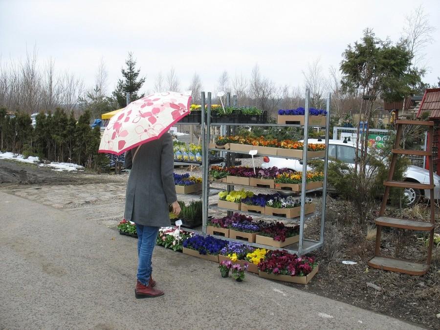 Szkółka ogrodnicza przy ścieżce rowerowej do Powsina
