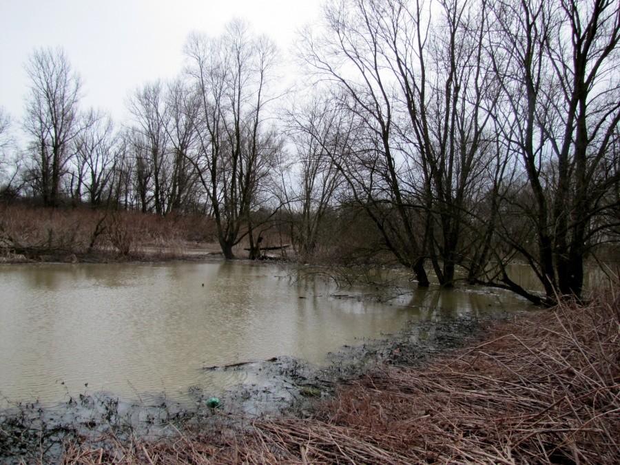 Meandry Odry , okolice Chałupek