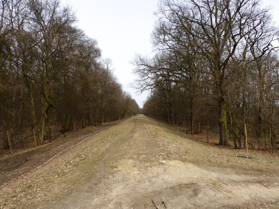 Las w Nowej Karczmie