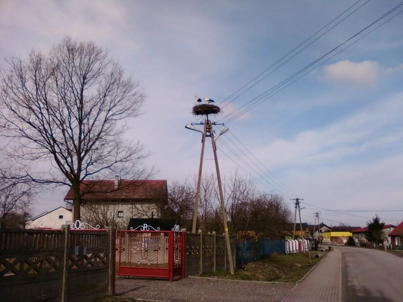 Bociany w Czołczynie