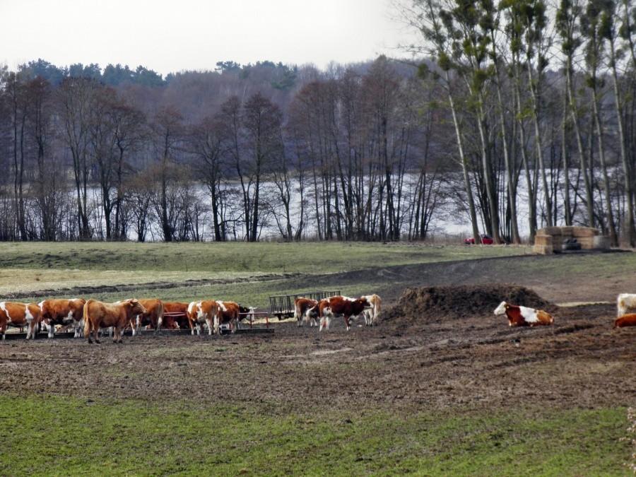 Kutzowsee pod Plöwen - poranek 13 kwietnia 13 r.