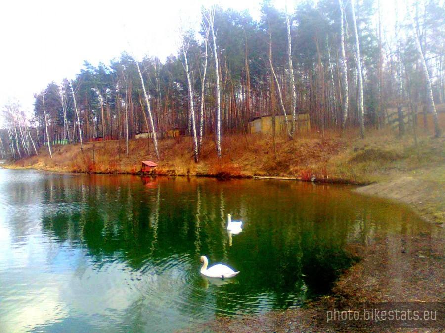 Rogoźnik pierwszy