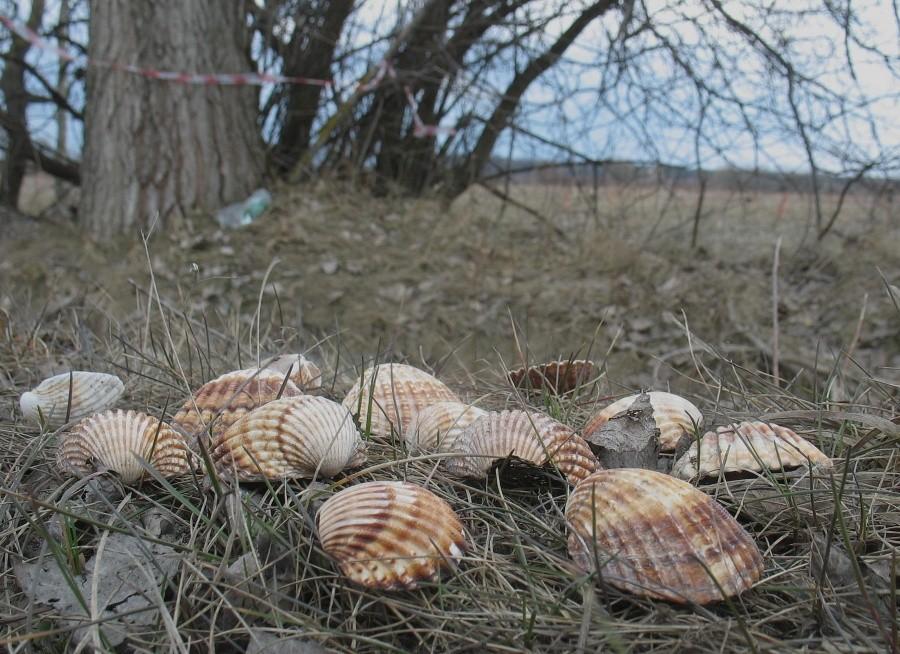 Znalezisko