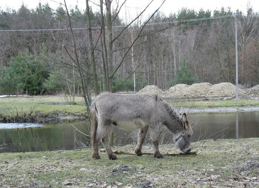 Konik podobny do osła