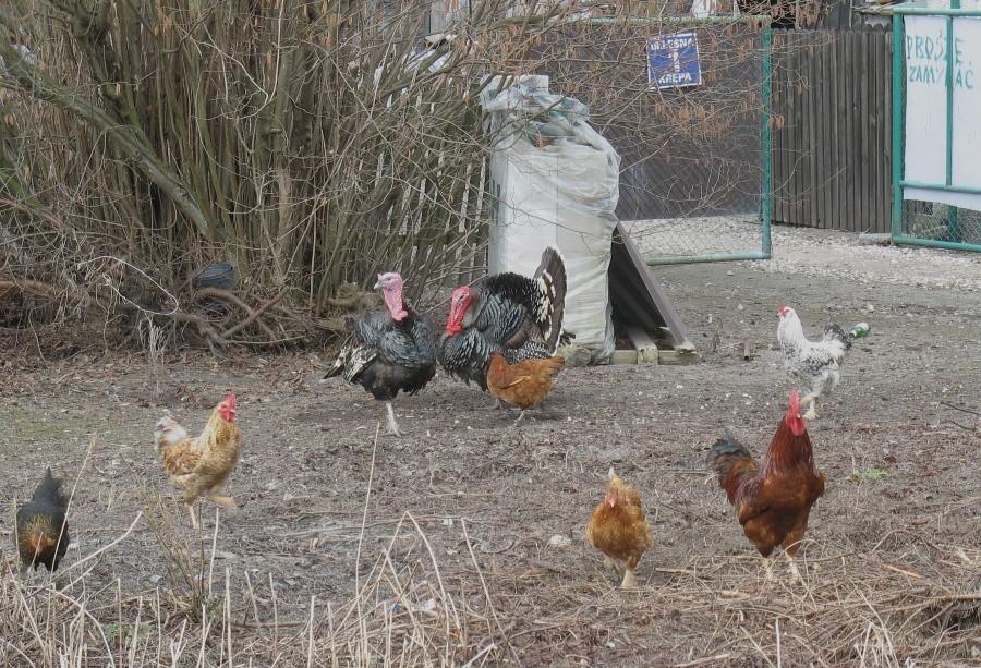 Kogut z haremem i parka zakochanych indorów