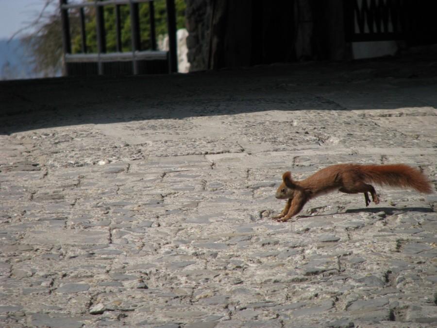 Ona jest za szybka, czy aparat za wolny?