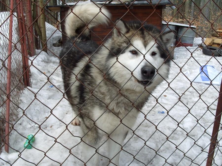 Zatrzymaliśmy się przy sklepie aby zrobić jakieś zakupy czyli Czeskie pyszne słodycze i piwko. A za rogu patrzę a tu taki piękny Husky. No to zbliżyłem się i rączka łapka powitanie.