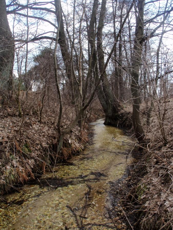 Struga wypływająca ze źródła Spod Brzozy