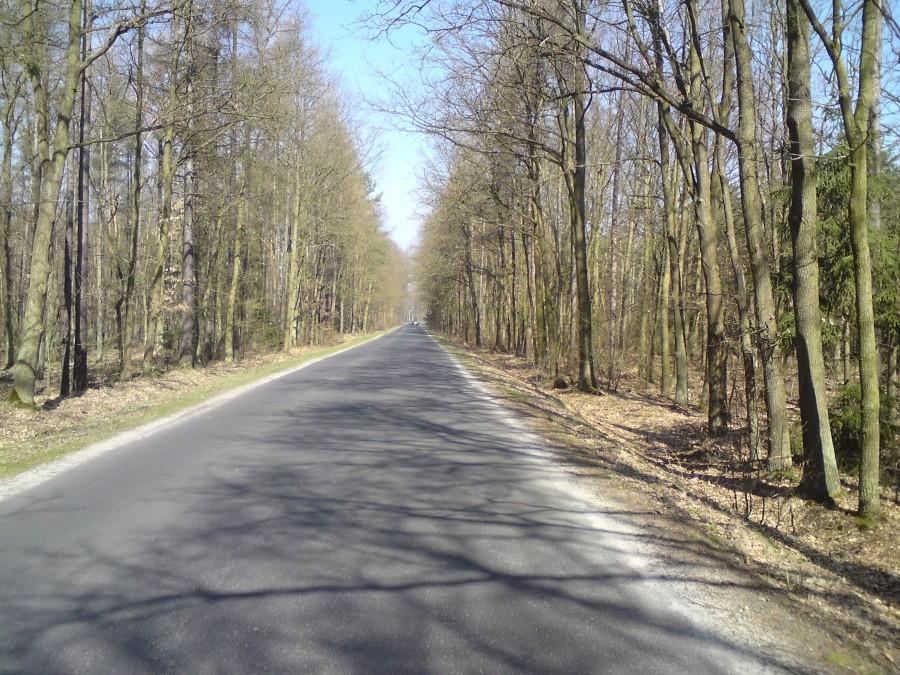Las Janików-Jelcz