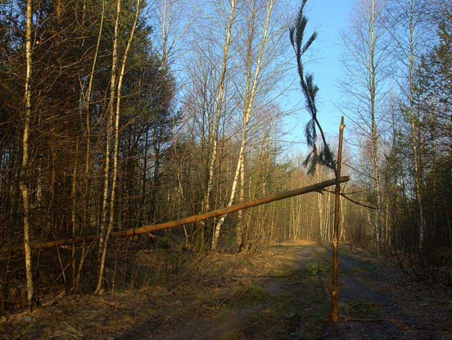 Niespodzianka na leśnej drodze