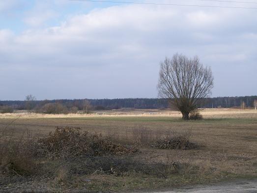 Mazowieckie klimaty- płasko i samotna wierzba śródpolna