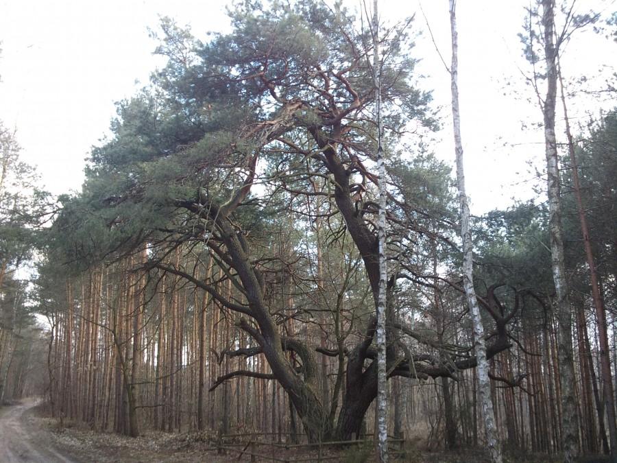 Kolejne leśne znalezisko na liście. Wielki i stary pomnik przyrody!