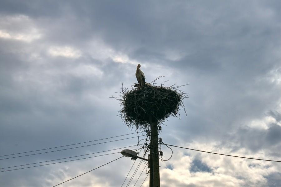 jak bocki już są to jest chyba juz wiosna