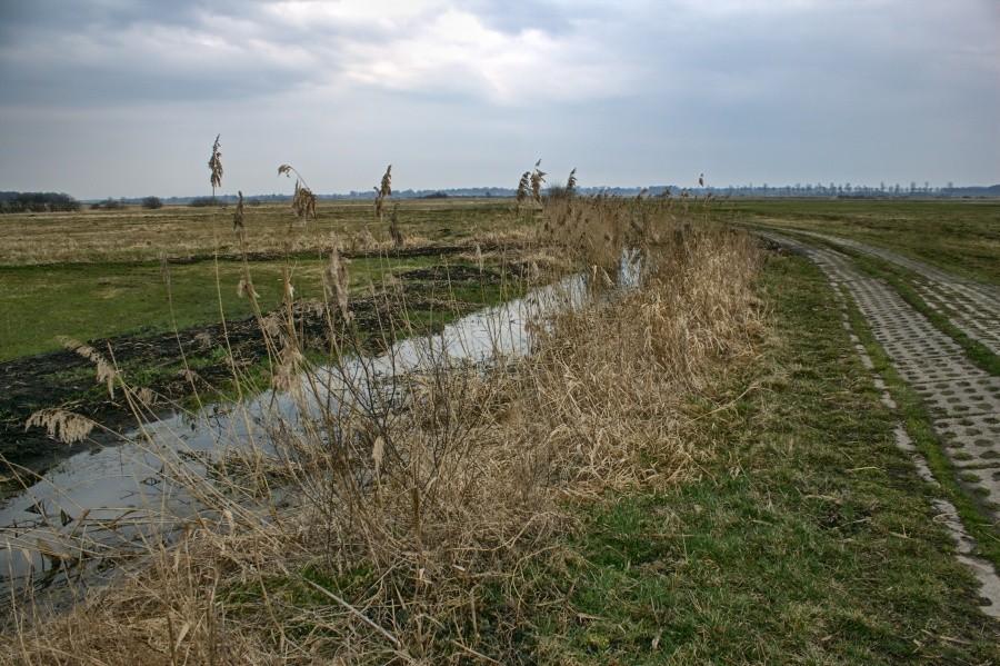 przydrożny rów z sitowiem jak nad jeziorem