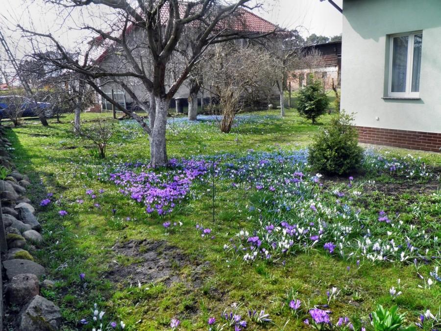 Wiosennie - z ogródka w Tanowie.