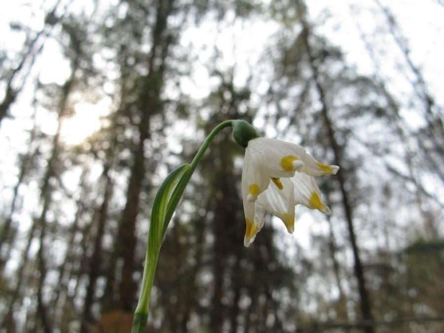 Śnieżycowy Jar