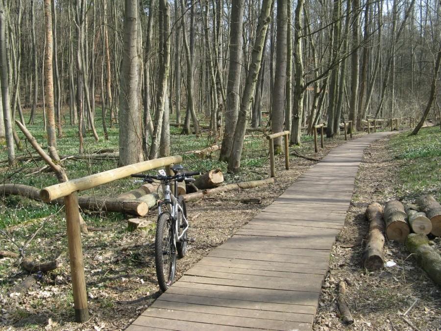 Drewniana kładka w rezerwacie