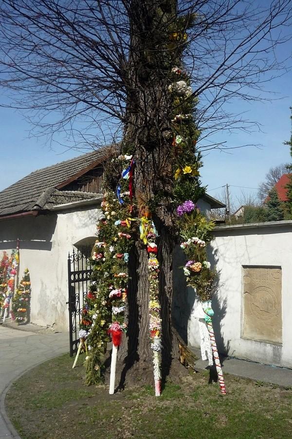 Palmy przy kościele św Erazma w Barwałdzie Dolnym