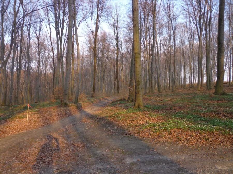 las na Słocinie