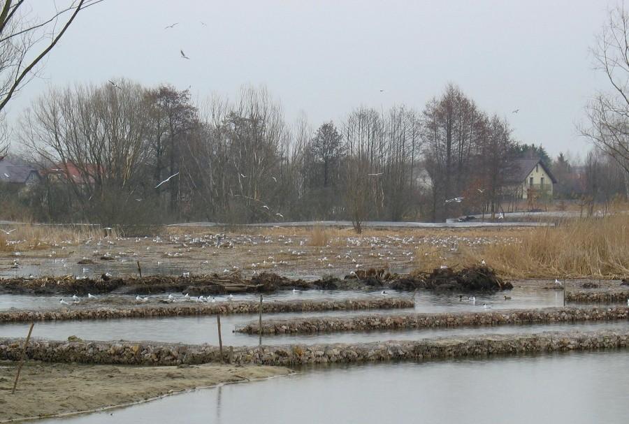 Północny kraniec Jeziora Zgorzała