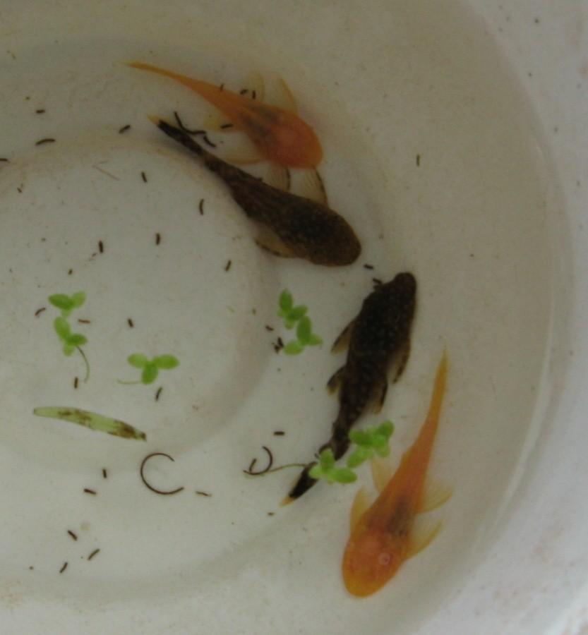 Glonojady Ancistrus