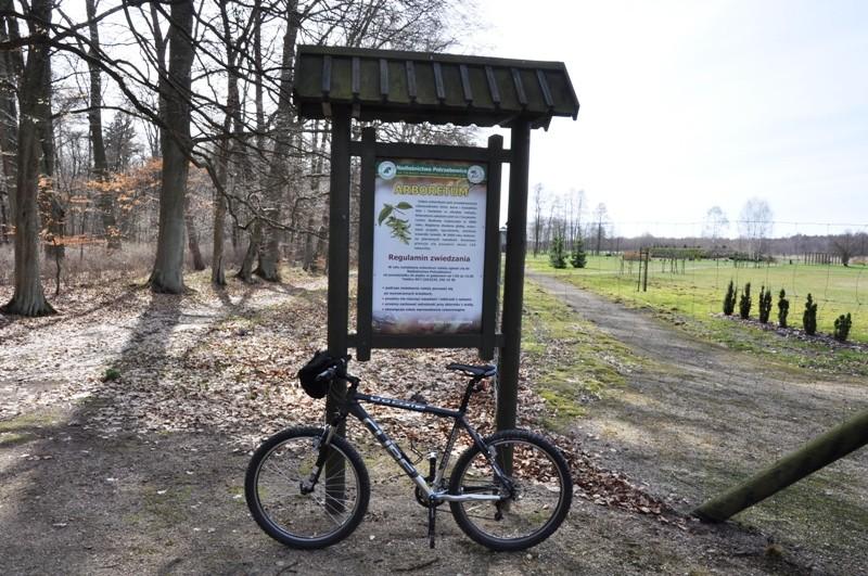 Arboretum w Potrzebowicach (Puszcza Notecka)