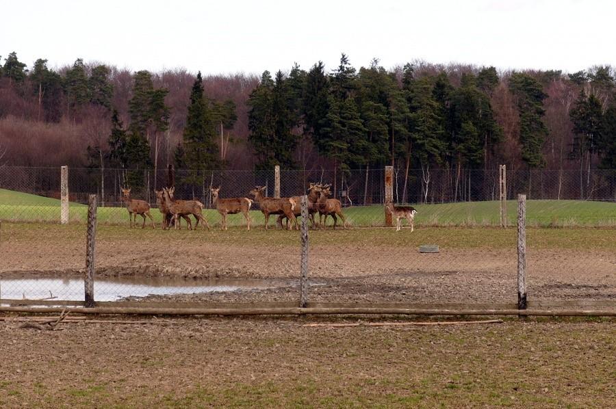 Hodowla danieli na prywatnej posesji