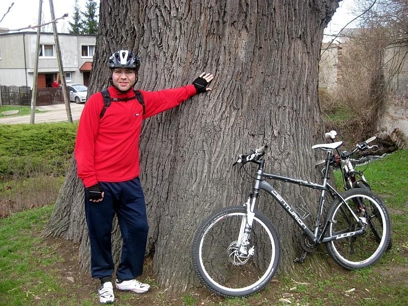 Owińska - dąb Bartek o obwodzie 770cm