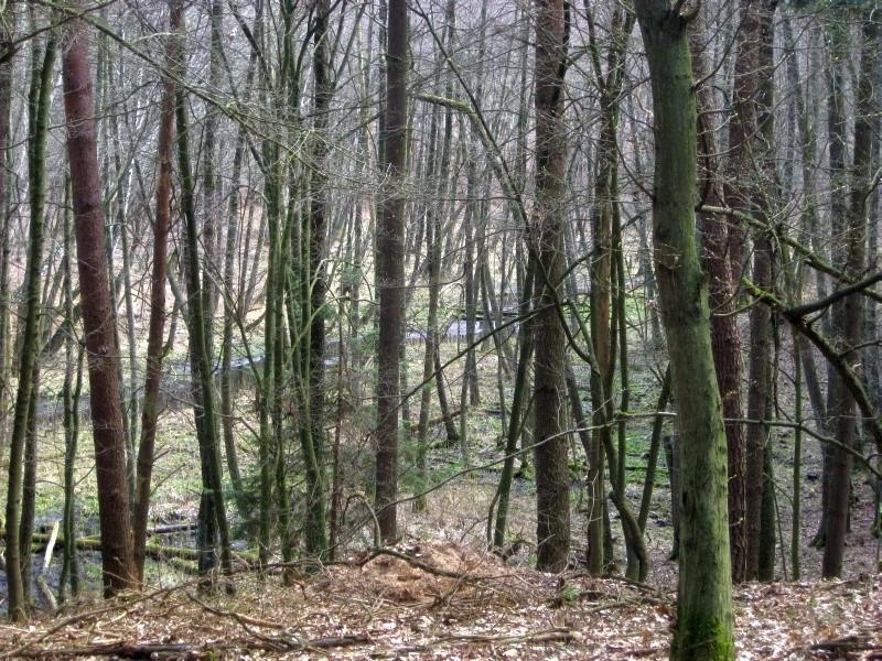 leśne ostępy Puszczy Zielonka - tereny podmokłe niedaleko Głęboczka