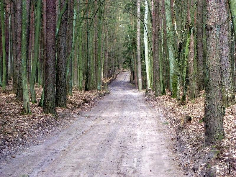 Puszcza Zielonka - jazda leśnymi drogami sprawiała wiele frajdy