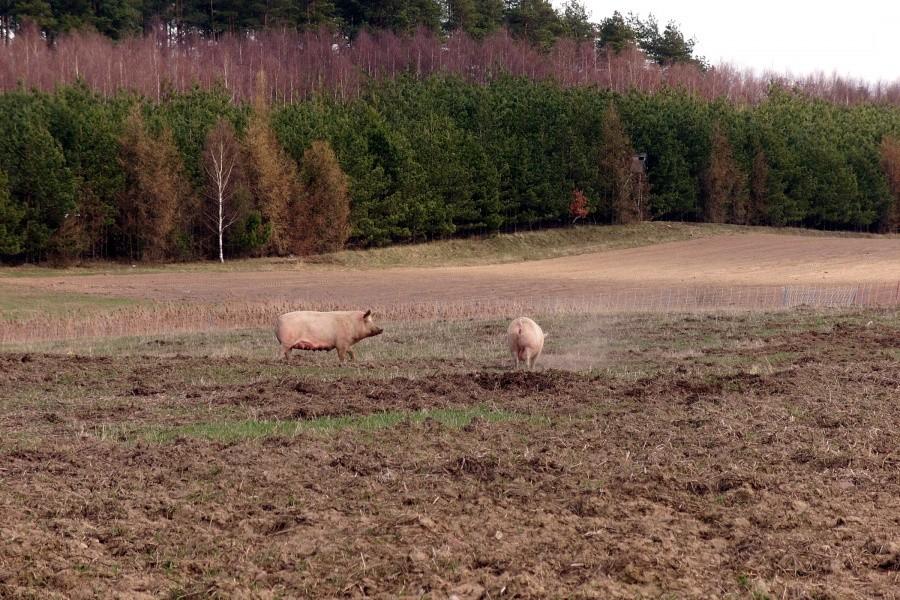 Niech żyje wolność…… hodowla świń na wolnym powietrzu