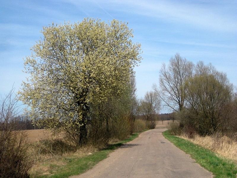 Wszystko się nareszcie budzi do życia