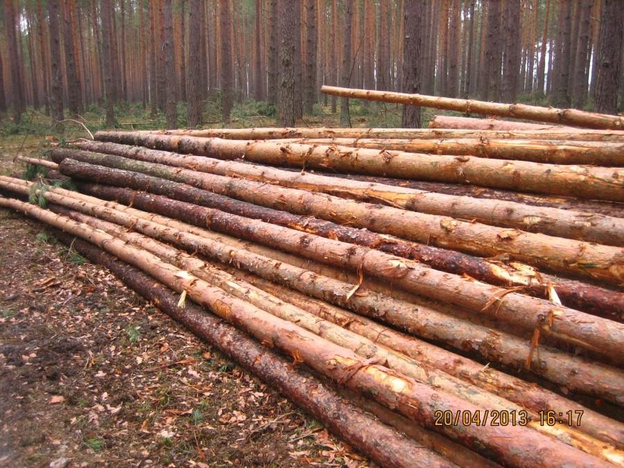 pachnie żywicą...