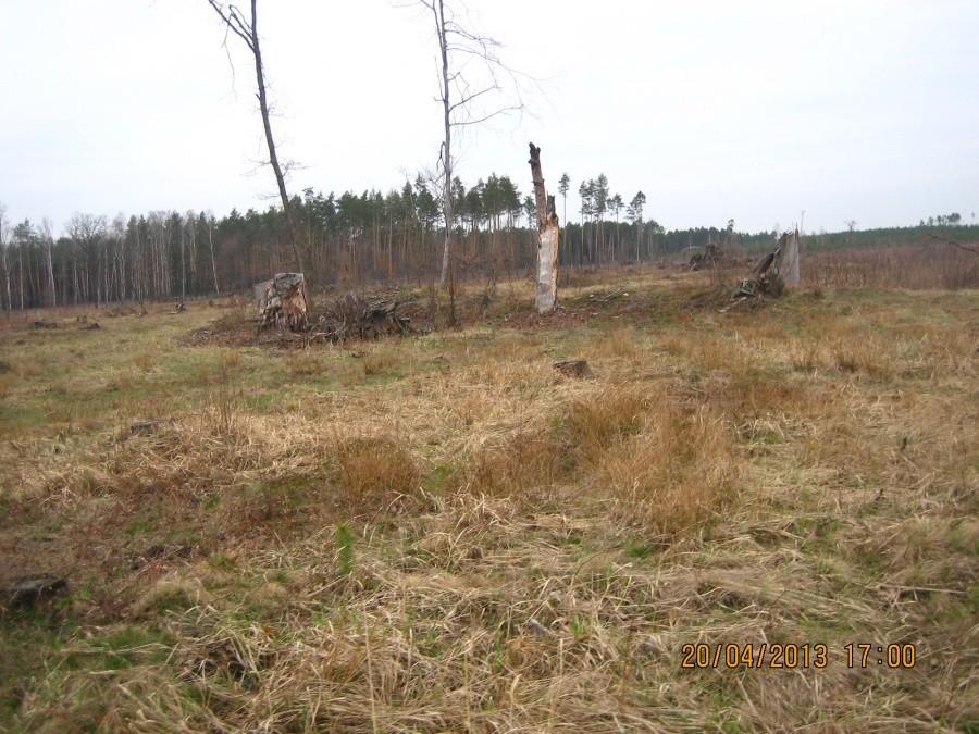 teren po przejściu trąby powietrznej z 15 sierpnia 2008 roku