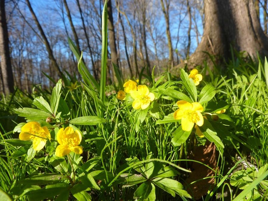 Knieć błotna (Caltha palustris L.)