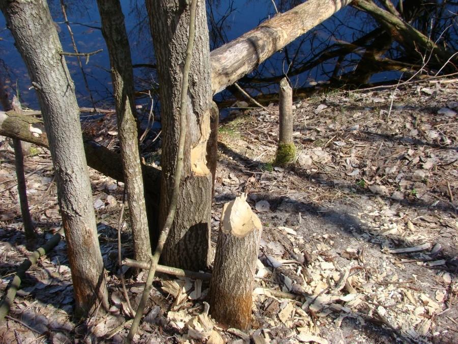 Wycieczka nad Świdwie i nie tylko. 005