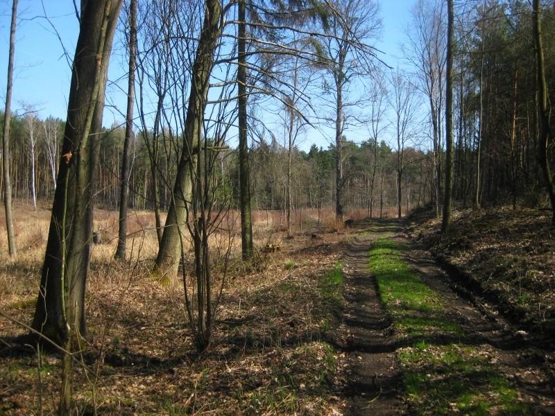 leśne drogi