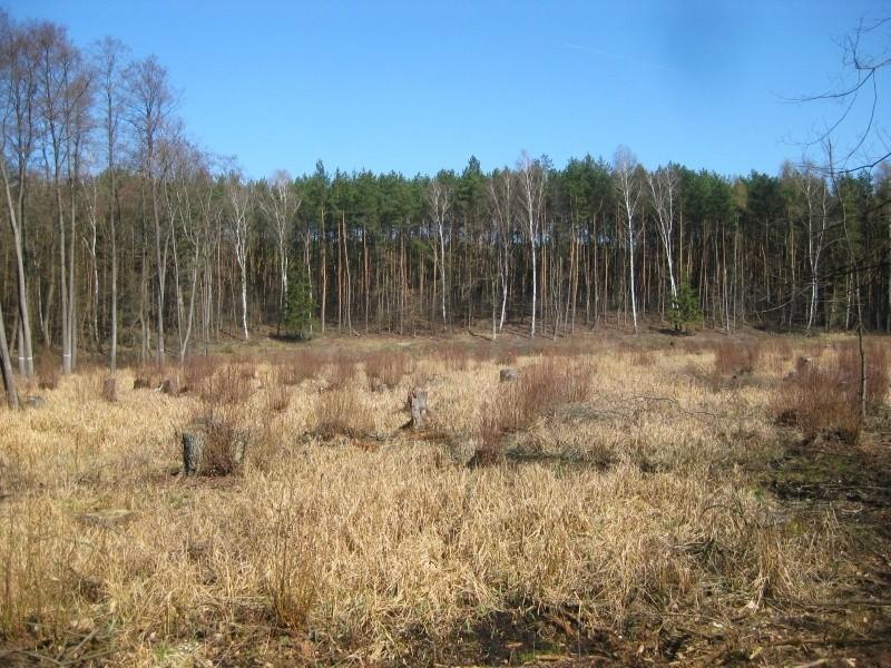 polanka leśna